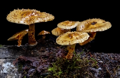 Armillaria 21-3936